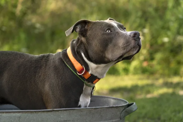 Batería collar de perro